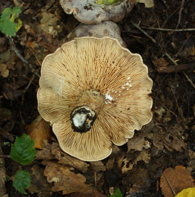 Lactarius da Id.